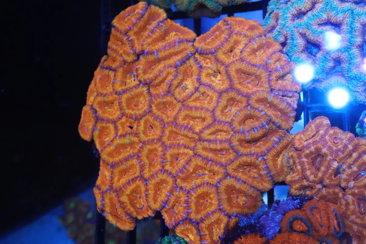 Micromussa Lord Colony 1