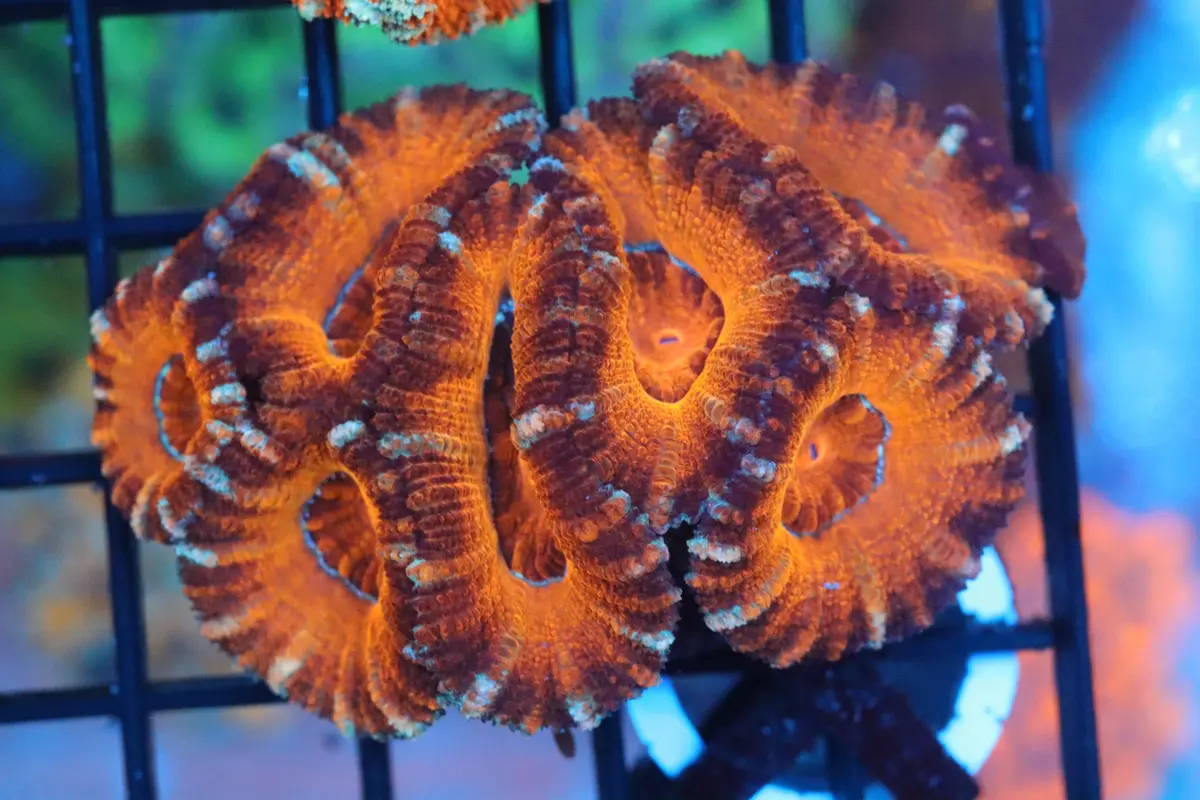 Ruby Red Micromussa Lord Mini Colony (B19) 1