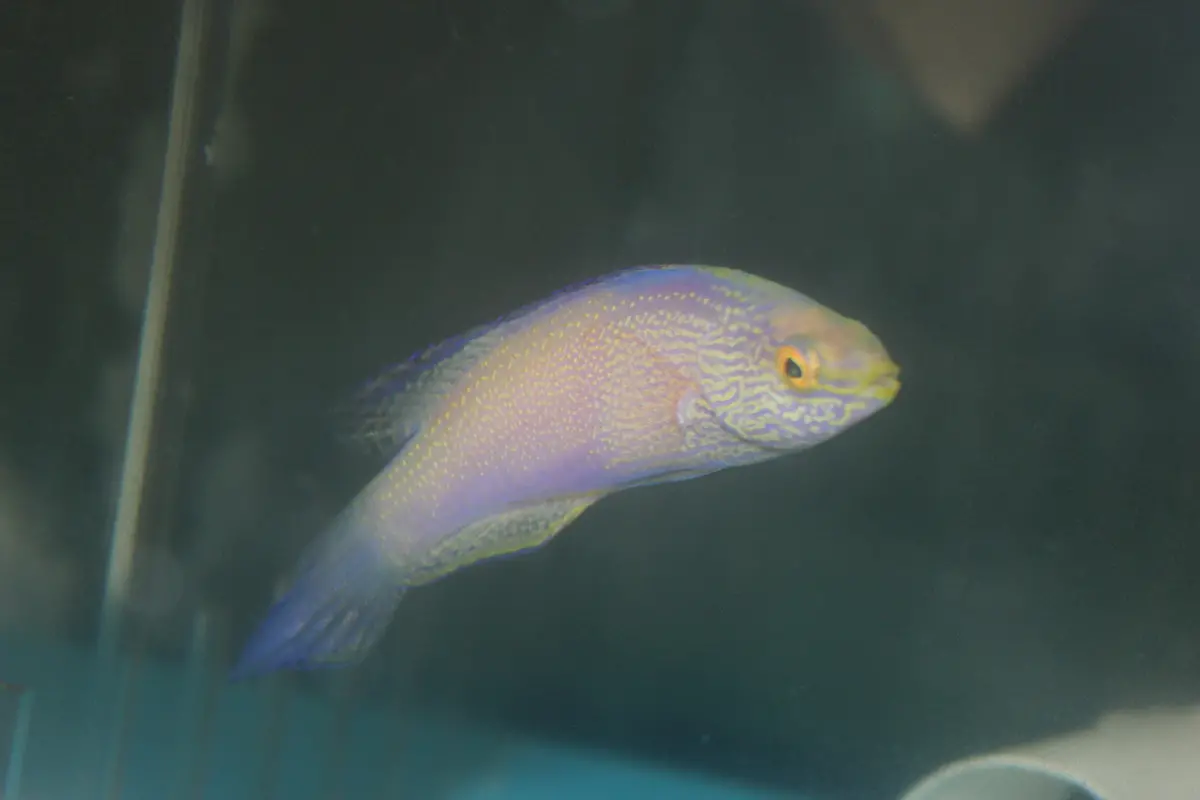Rhomboid Fairy Wrasse-4”  Supermale 1