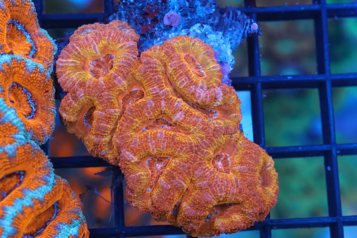 Micromussa Lord Mini Colony (I) 1