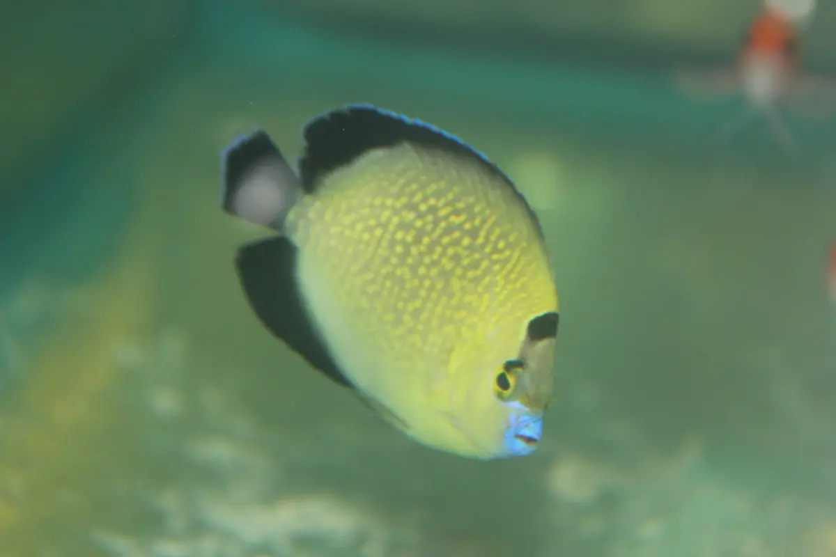 Goldflake Angel | Apolemichthys Xanthopunctatus  3” 1