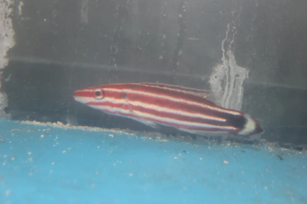 Pacific Red Stripe Hogfish (4") 1