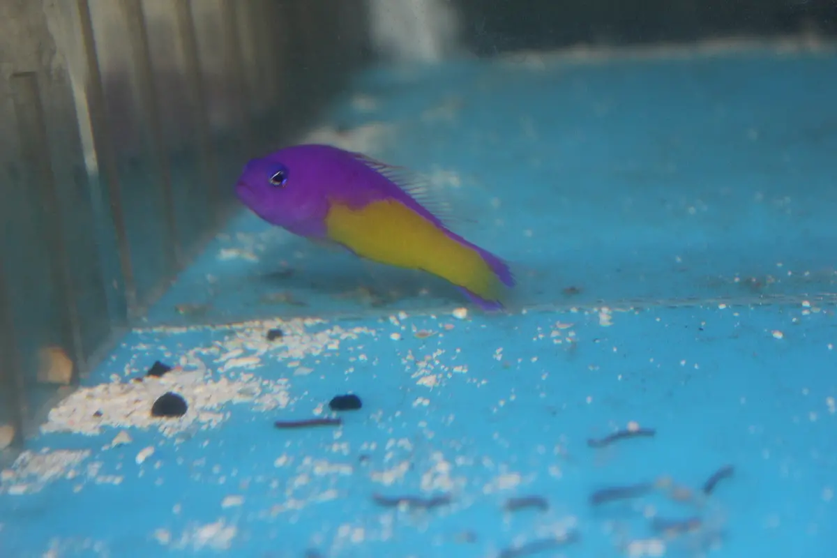Super Color Morph/Hybrid Diadema Pseudochromis 1