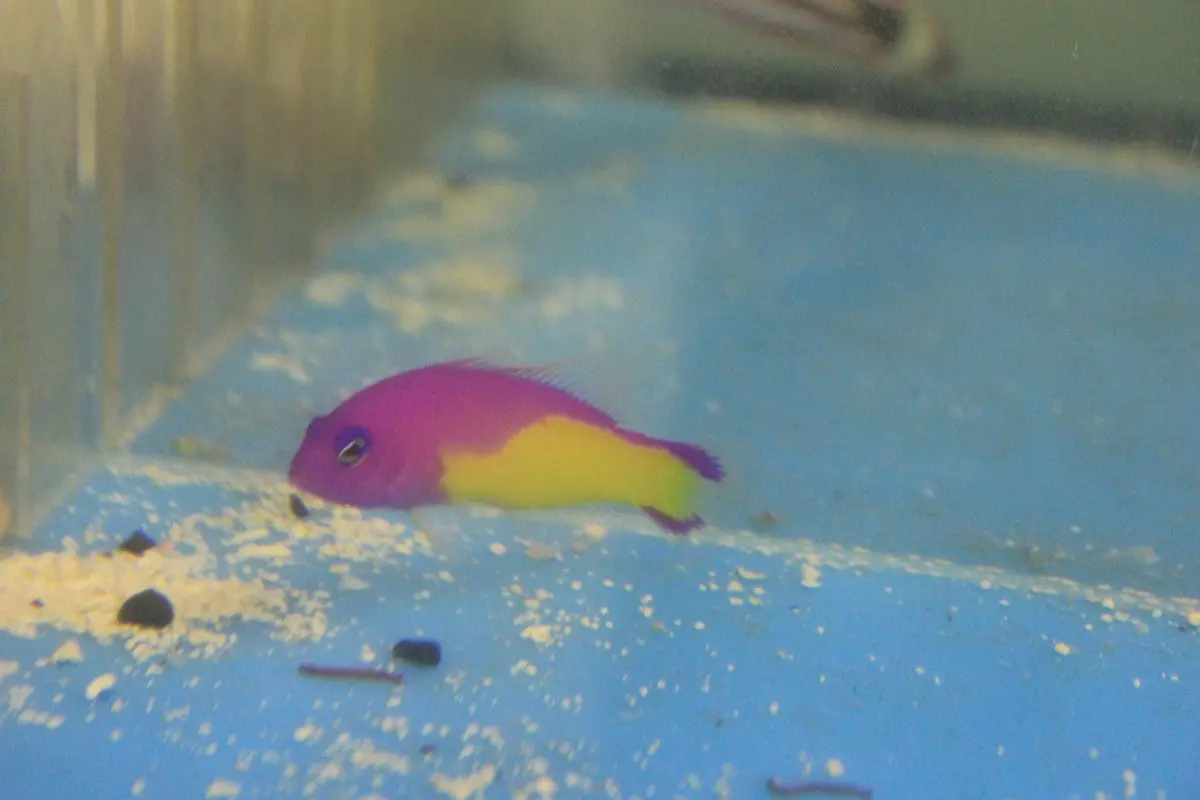 Super Color Morph/Hybrid Diadema Pseudochromis 2