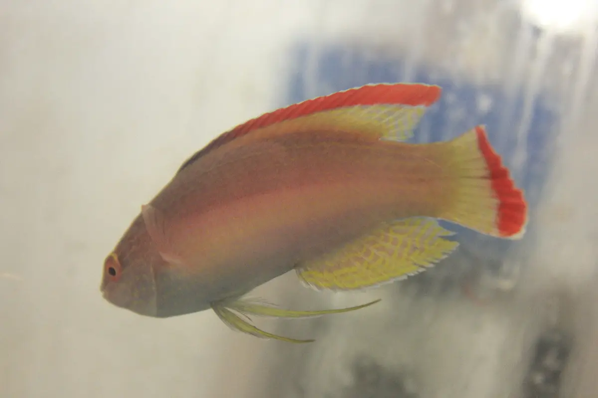 Pink Margin Fairy Wrasse-4"   Male 1
