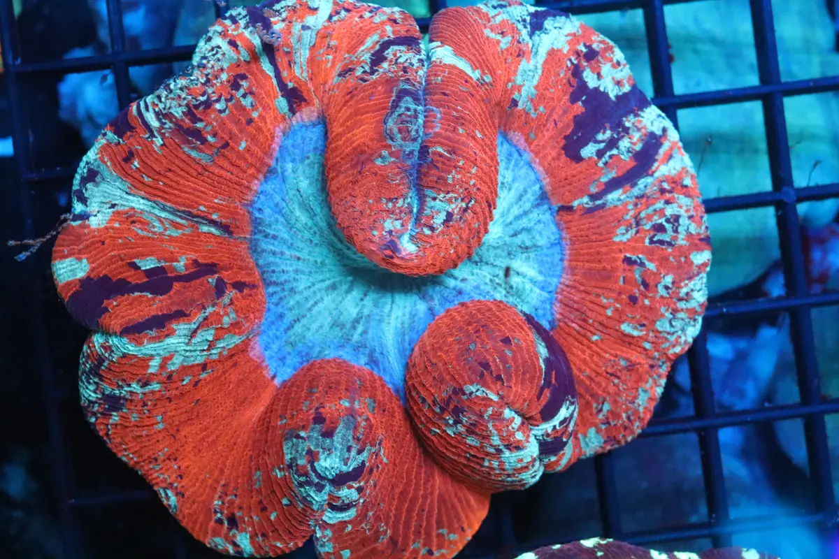 Ultra Red Trachy 1