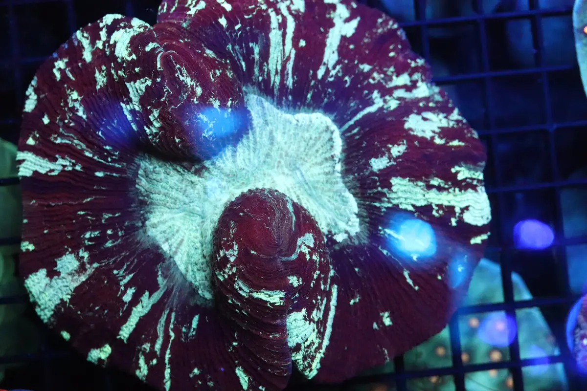 Ruby Red Static Trachy 1
