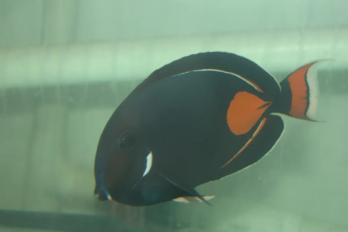 Achilles Tang - Xl (5-6") 1