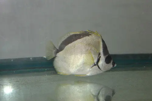 Black Nosed Barberfish (4") 1