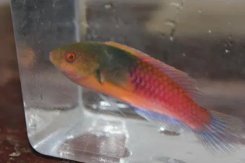 Yellow Sided Fairy Wrasse 1