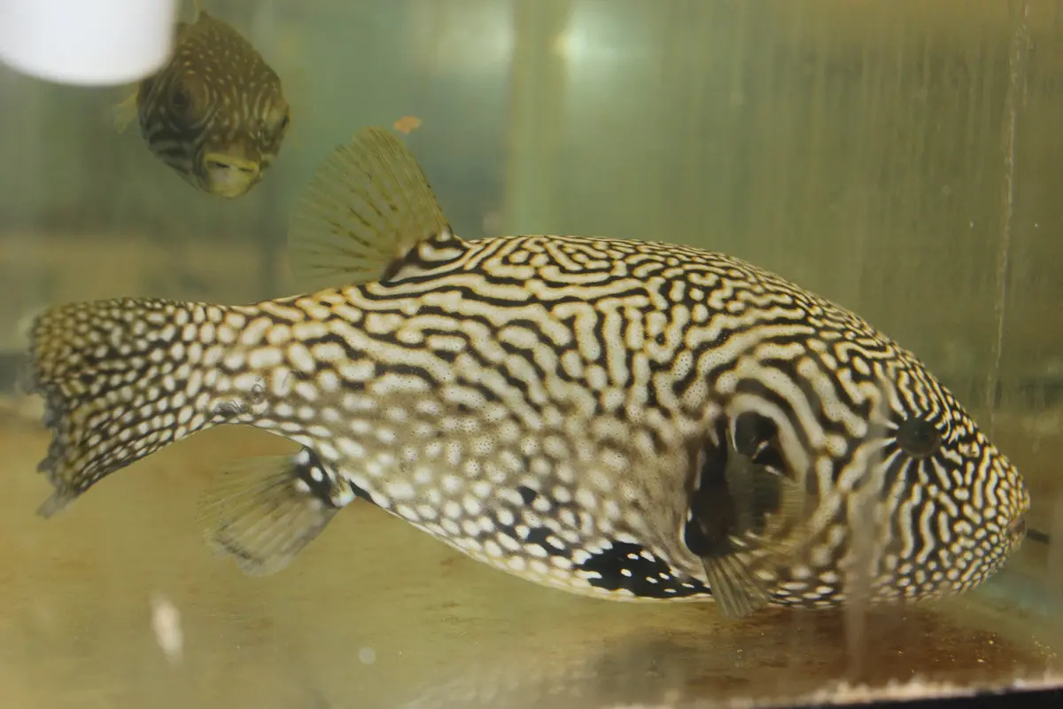 Mappa Puffer | Arothron Mappa (7-8") 1
