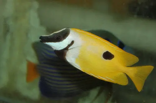 One Spot Foxface (2") 1