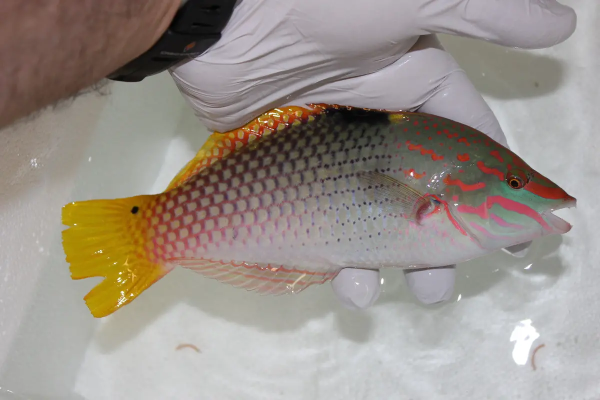 Checkerboard Wrasse (3-4") 1