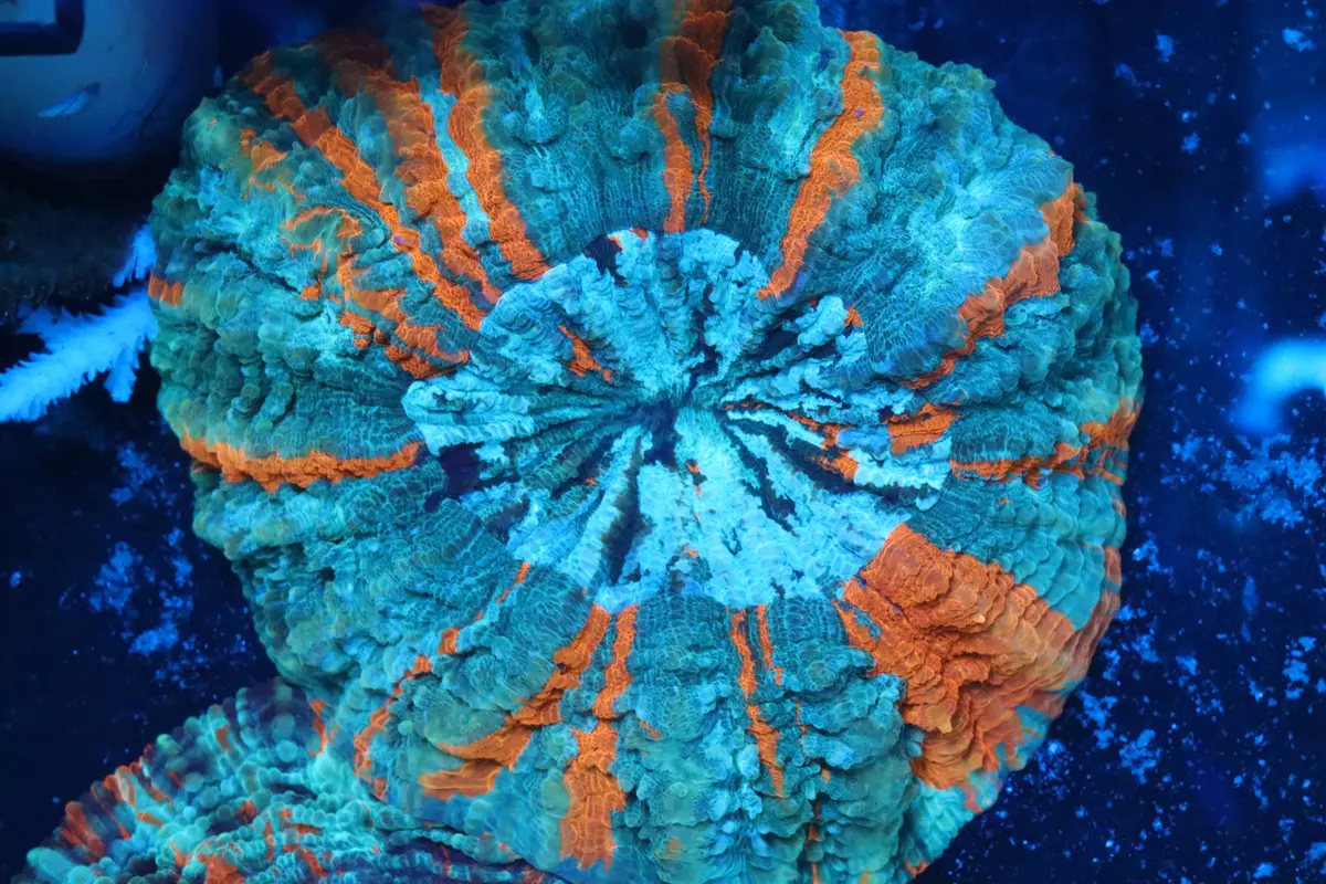 Ultra Acantho 1 1