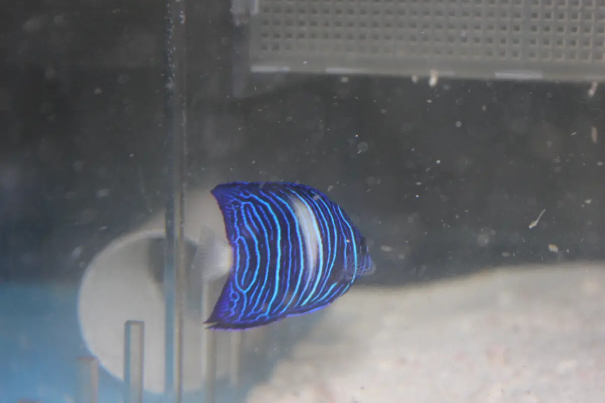 Maculosus Angel (3" Juv-White Bar) 1