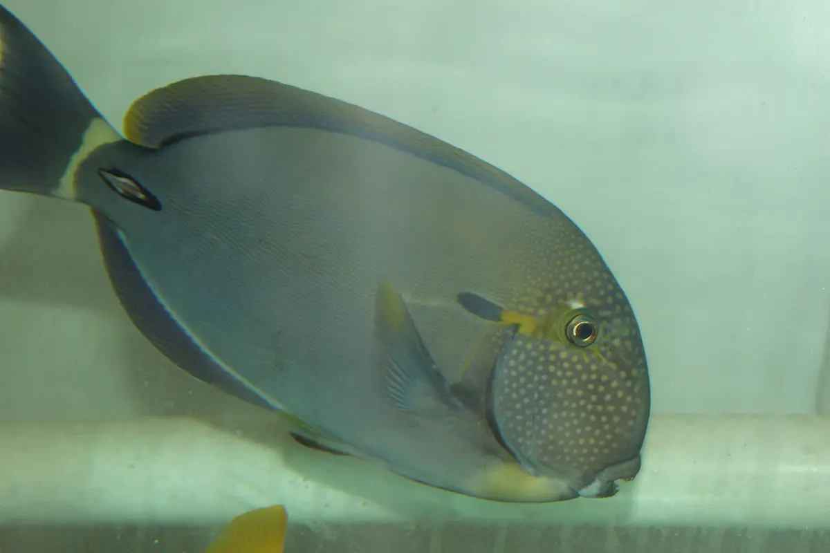 White Freckeled (Maculiceps) Tang (10-12") 1