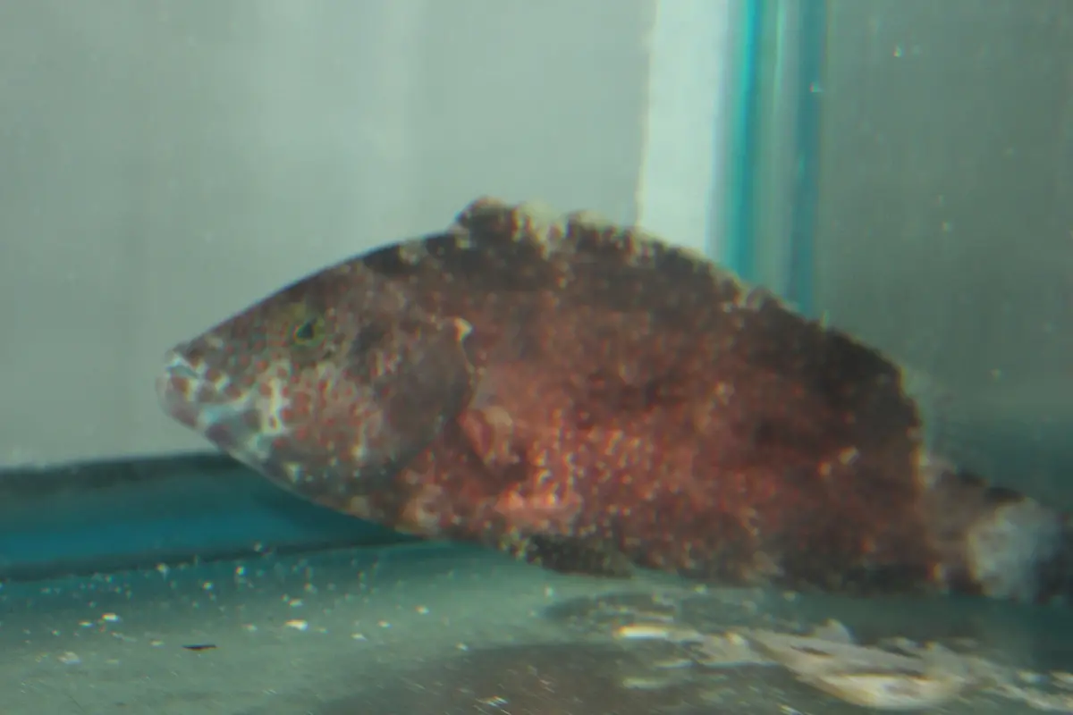 Snooty Wrasse (8")-Red Sea 1