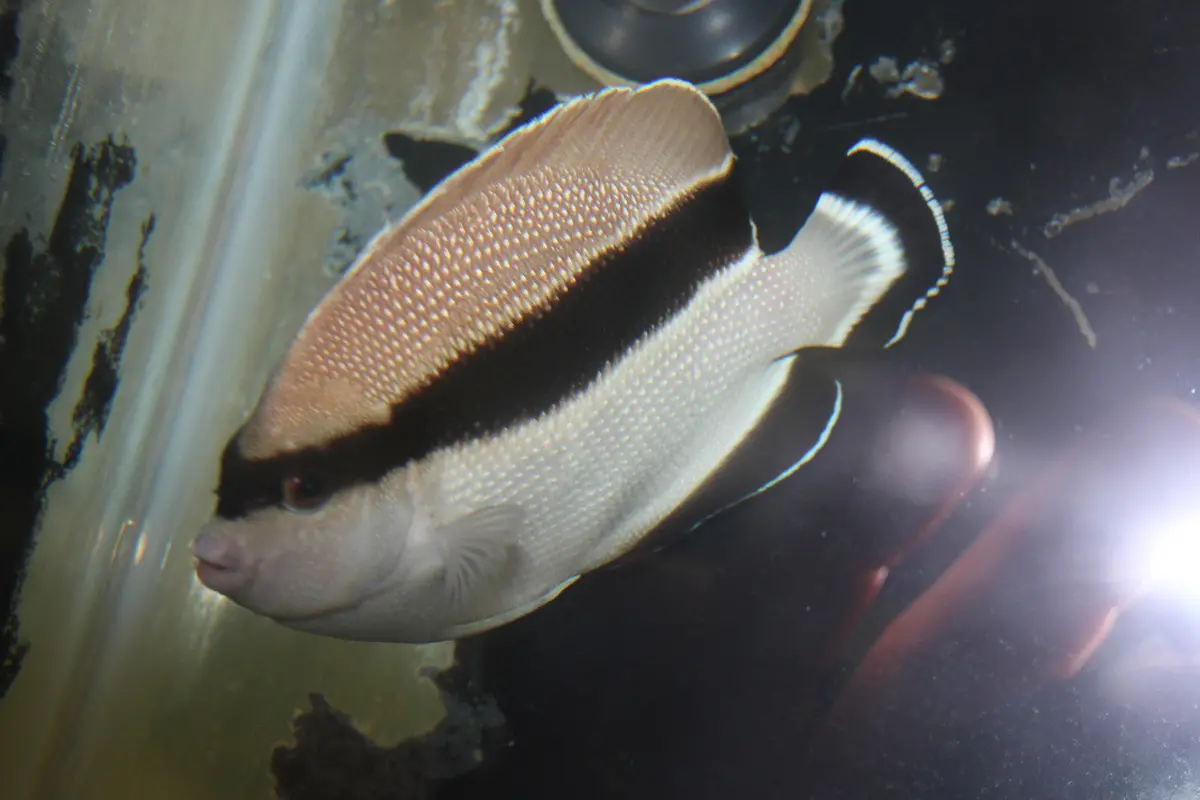 Bandit Angelfish (Hawaii) | Holacanthus Arcuatus-5" 1