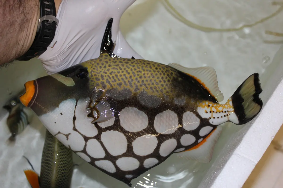 Clown Trigger | Balistoides Conspicillum (13” Madagascar) 1