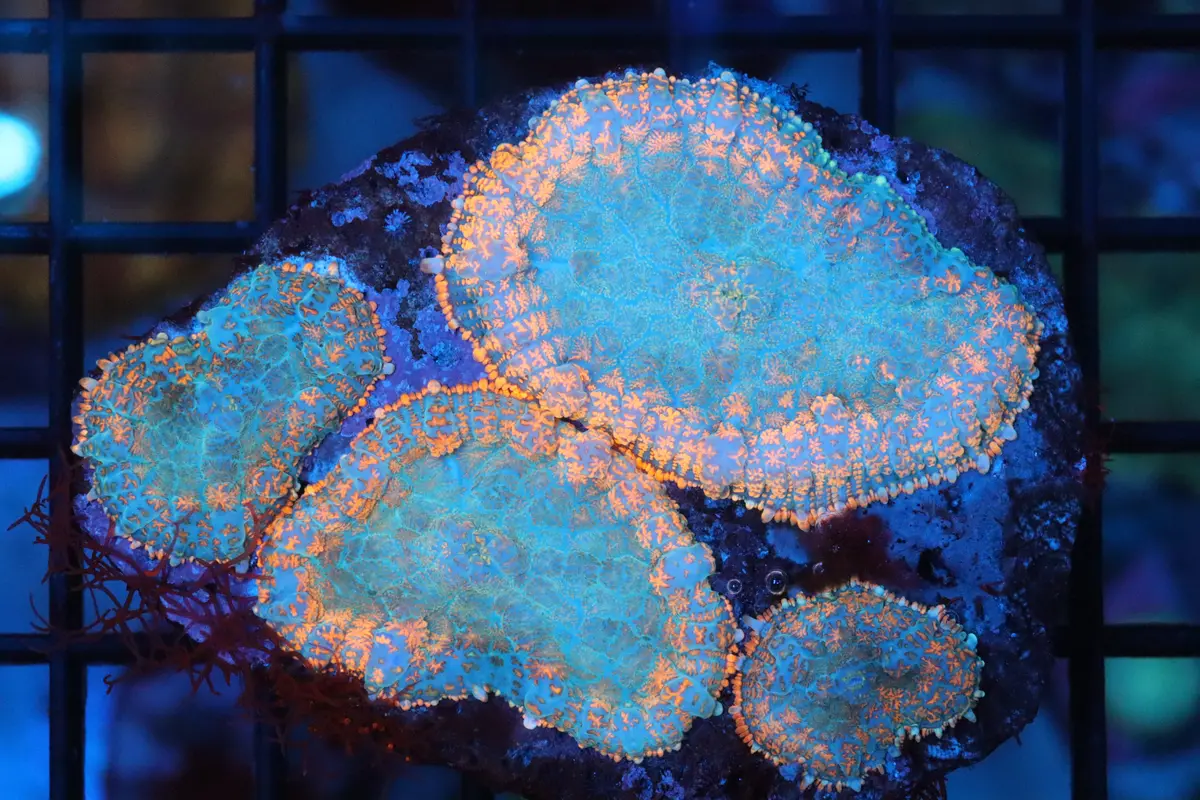Citrus Mint Rhodactis Mushroom Colony 1