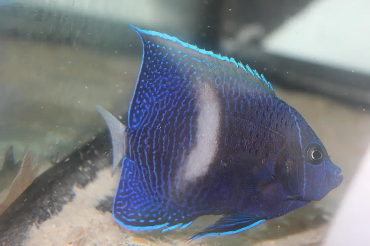 Maculosus Angel (6" White Bar) 1
