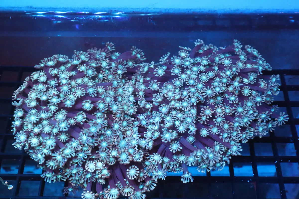 Cotton Candy Alveopora Colony Large 1