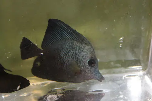 Hybrid Black Longnose/Scopas Tang (3") 1