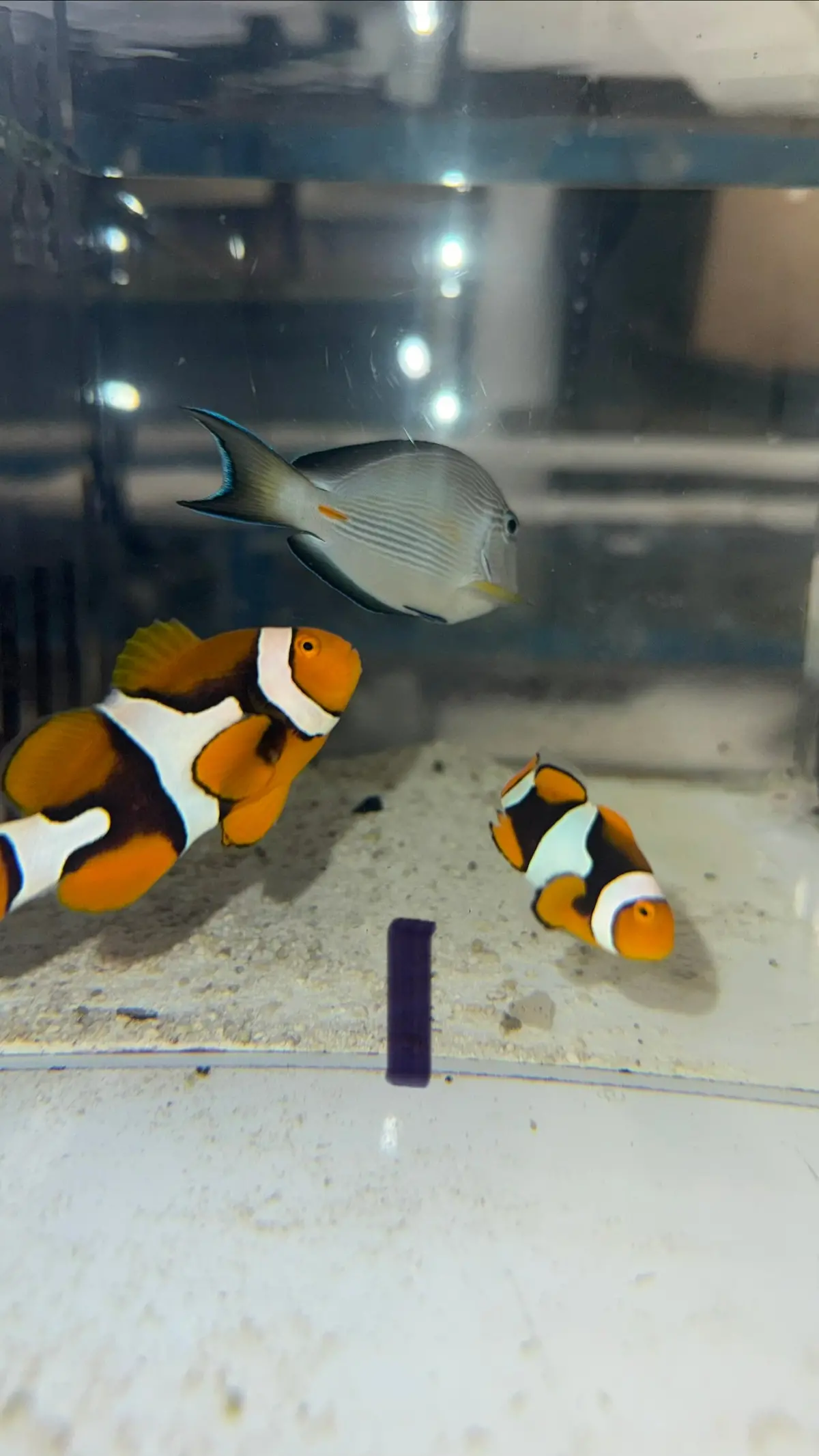 True Percula Clownfish-Super Black Pair 1 Wysiwyg 1