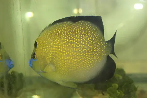 Goldflake Angel | Apolemichthys Xanthopunctatus (5-6") 1