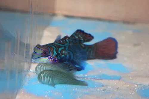 Green Mandarin Goby 1