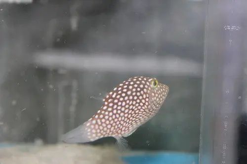 White Spotted Toby Puffer 1