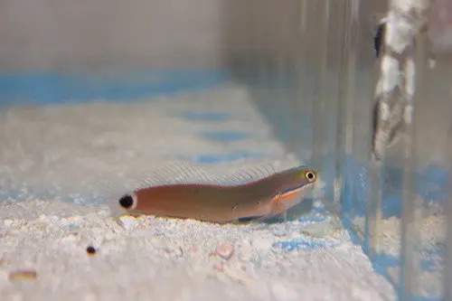 Tail Spot Blenny 1
