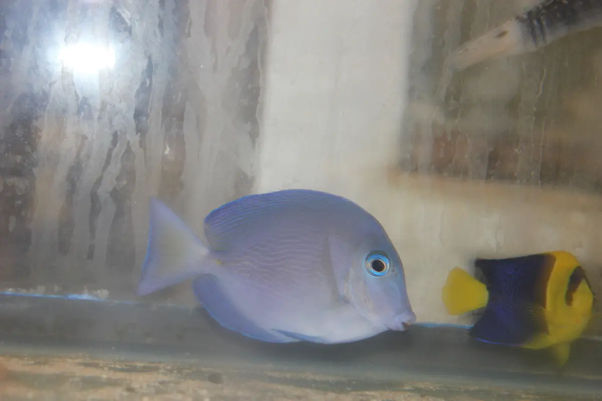 Atlantic Blue Tang | Acanthurus Coeruleus (2-3") 1
