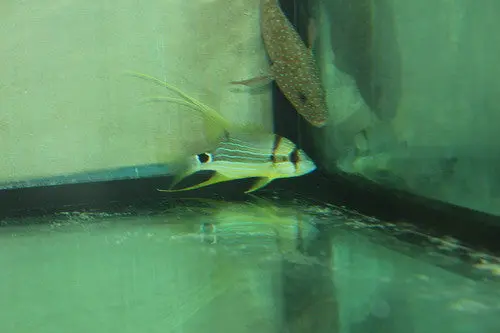 Blue And Gold (Hi-Fin) Snapper-4-5" 1