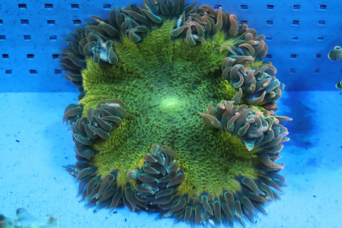 Yellow Rock Flower Anemone 1