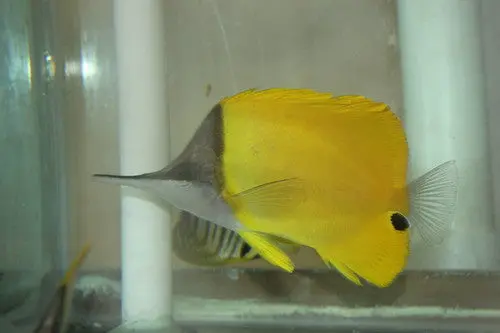 Longnose Butterfly(Xl-6") 1