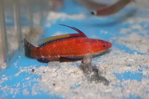 Longfin Fairy Wrasse 1