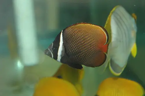 Collare (Pakistani) Butterflyfish  3-4" 1