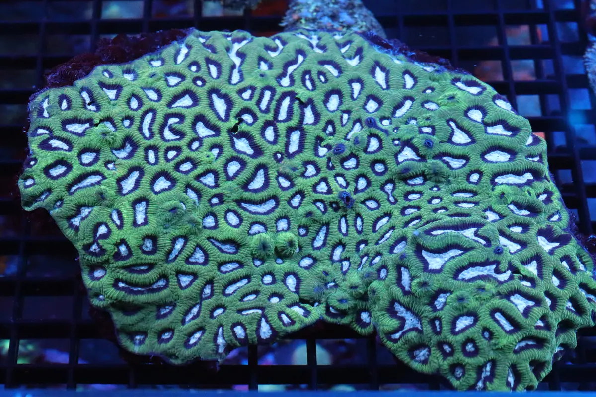 Platygyra Colony 1