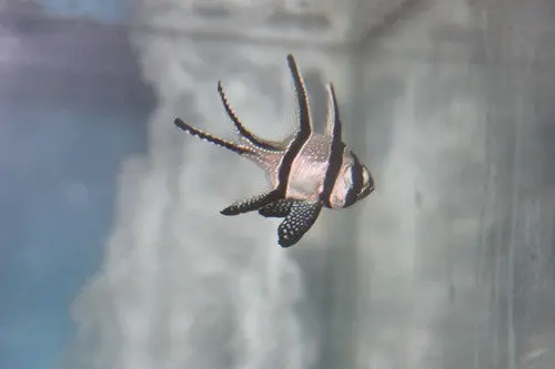 Banggai Cardinalfish | Pterapogon Kauderni 1
