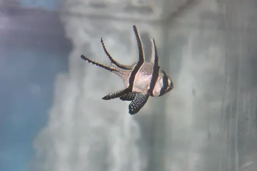 Banggai Cardinalfish-Group Of 3 1