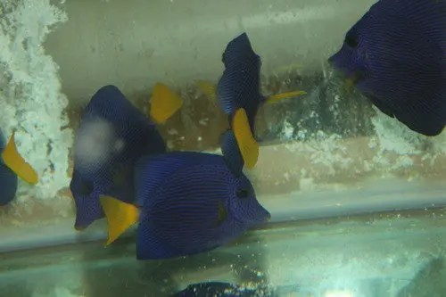 Purple Tang | Zebrasoma Xanthurus  | 3-4” 1