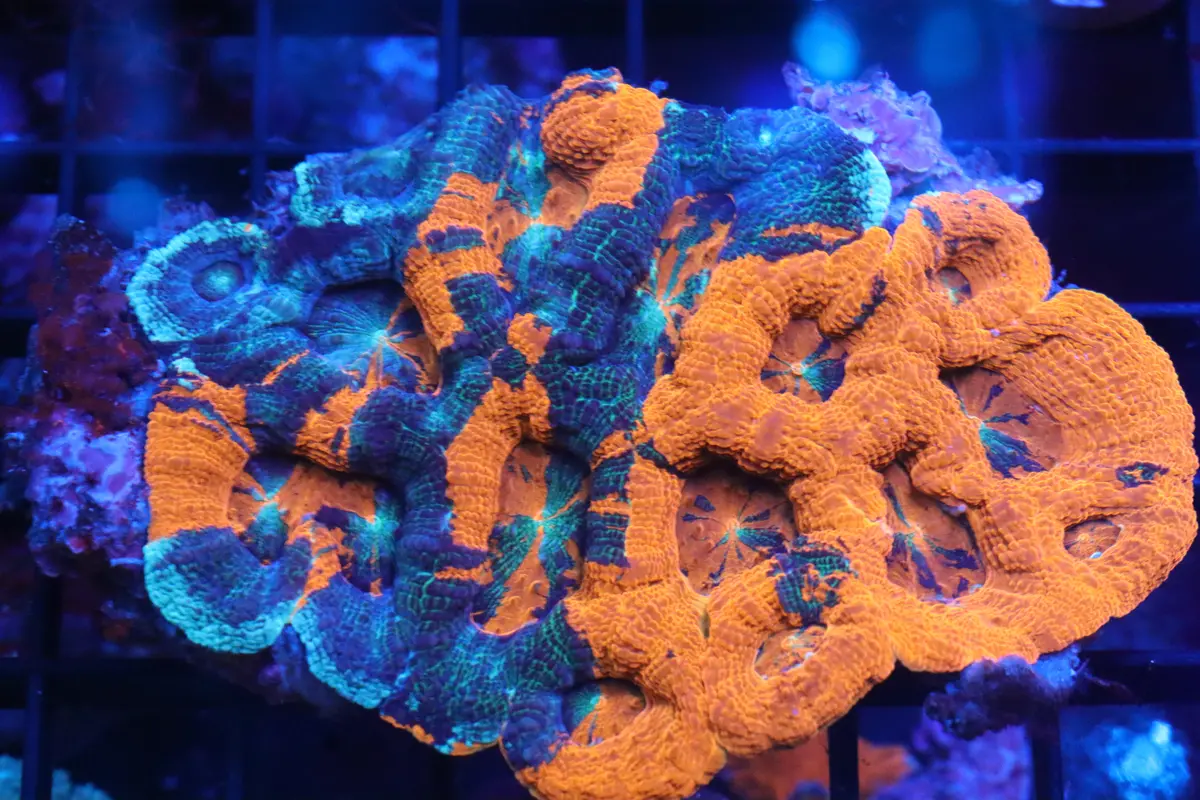Warpaint Acan Bowerbanki Colony 1