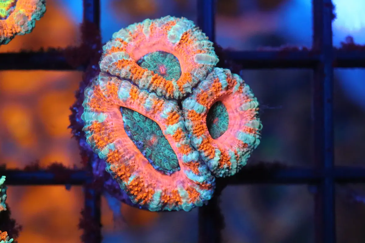 Cool Water Micromussa (F2) 1