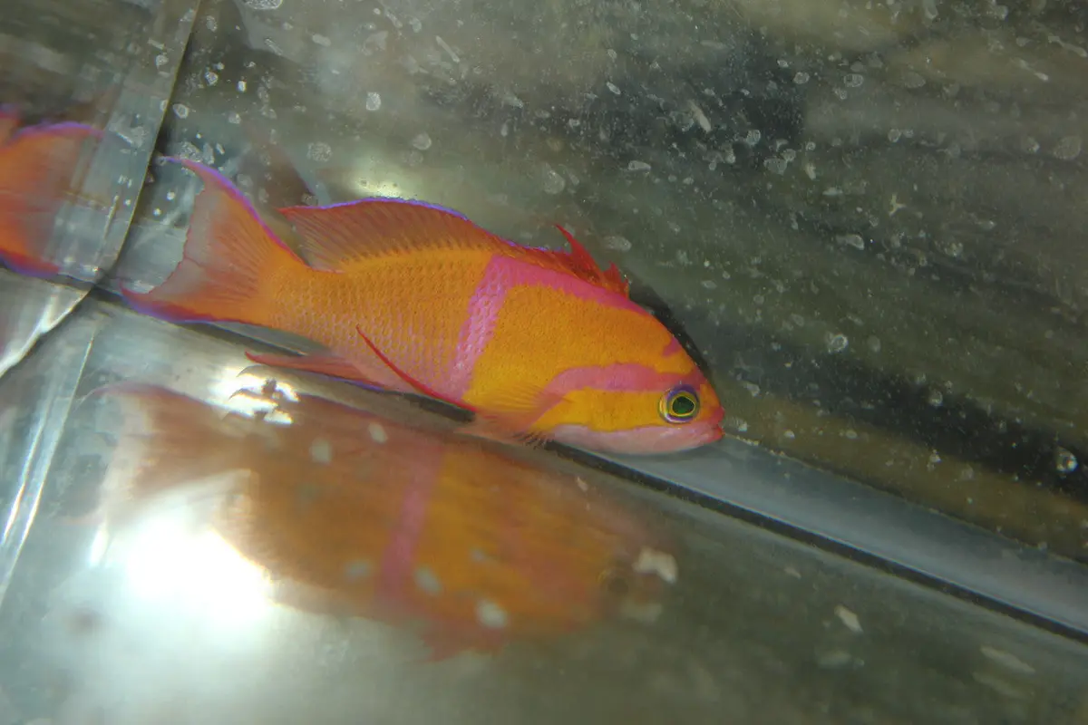 White Bar Anthias True Pair | Pseudanthias Leucozonus (Japan) 1