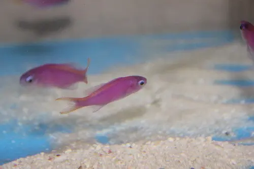 Purple Queen Anthias (2-3") 1