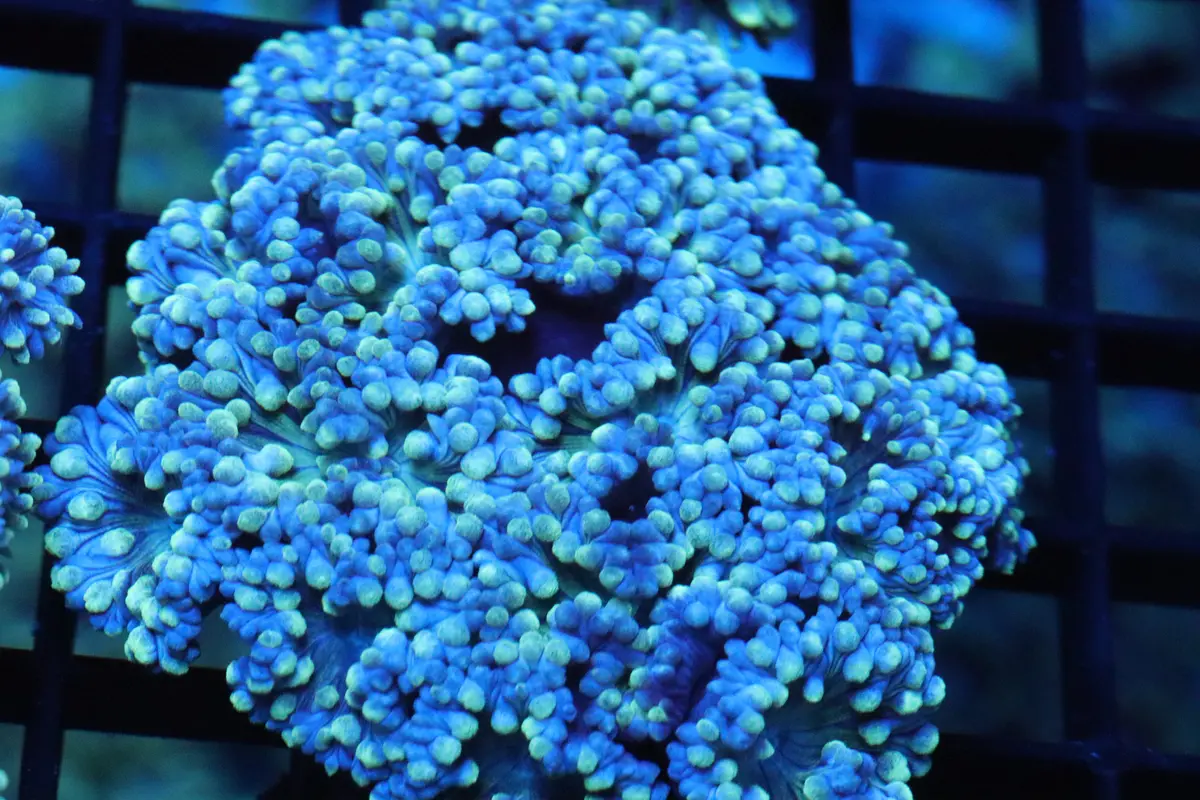 Blue W/ Neon Yellow Duncan Colony (Small) (B64) 1