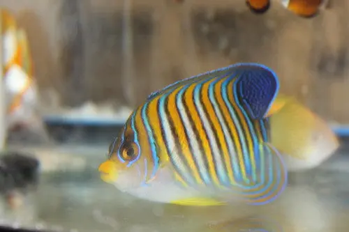 Regal Angel (4”Indo) 1