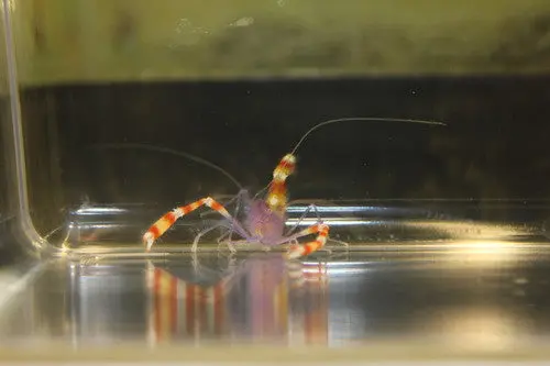 Purple Coral Banded Shrimp 1