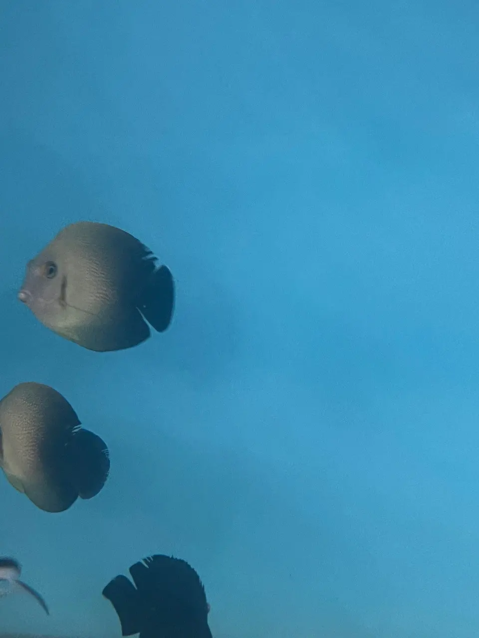Half Black Mimic Tang 1